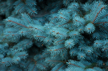 Blue spruce branches on a green background