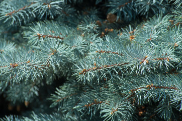 Naklejka na ściany i meble Blue spruce branches on a green background