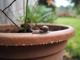 Brown shell snail crawling along a large plant pot with garden in the background