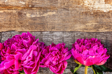 Floral frame with fresh blooming pink magenta peony flowers bouquet on old shabby rustic wooden background, copyspace. Spring or summer in garden, eco, colorful nature, ecology concept