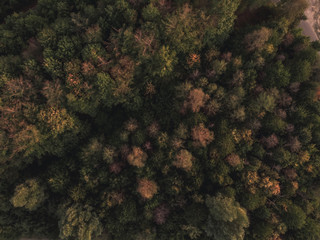Fototapeta na wymiar Wald von oben