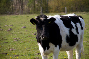 nahansicht einer schwarz weiße kuh auf der weide stehend in niederlangen emsland deutschland fotografiert während eines spaziergangs in der natur in farbe