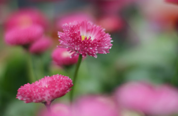 Fototapeta premium Pink flowers in garden