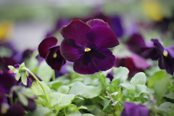 Pansy flowers