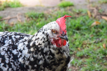 Hen