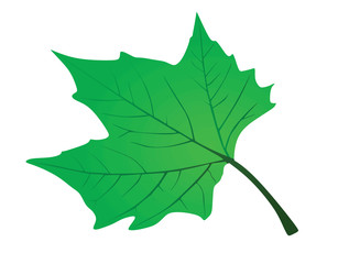 Spring  green leaf. vector illustration