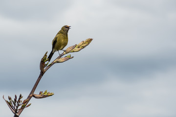 Bellbird, or korimako, on a flax flower spike singing. A patch of orange pollen is visible above the beak from feeding on flax flower nectar. At Kaikoura, New Zealand.