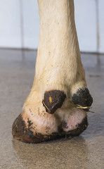 cattle hoof close up from behind during veterinarian examination