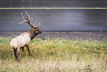 male elk standing next to a road looking at traffic