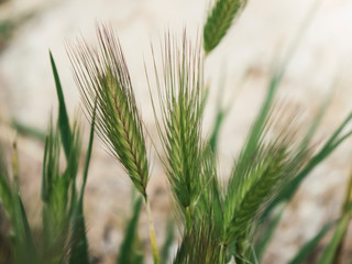 wheat containing gluten close up shot