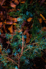 Foliage Against Fallen Leaves