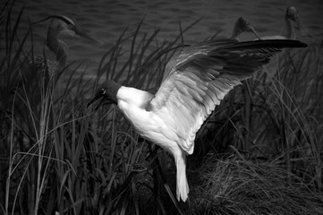 A bird in flight