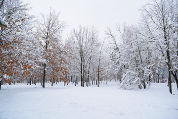 Obraz premium Fabulous snow-white forest cold.