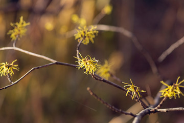 Yellow witch hazel flowers blooming in the winter