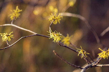 Yellow witch hazel flowers blooming in the winter