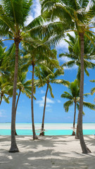 Fototapeta premium COPY SPACE: Cinematic shot of the exotic coastal nature and an empty hammock.
