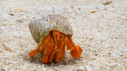 MACRO: Small bright red crab comes out of its shell and roams around the shore.