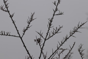 Frosty plants