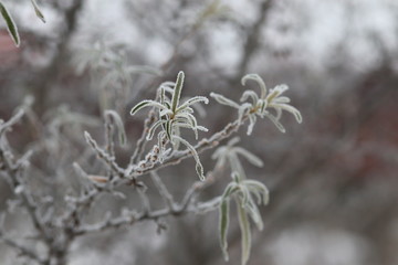 Frost