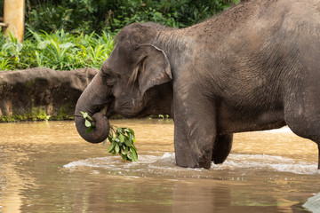 Young Asian elephant, Elephas maximus, going into the water in Singapore zoo