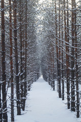 beautiful winter pine alley in the forest. Snow-covered trees