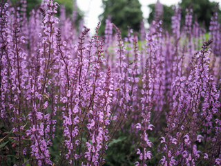 Tall racemes of purple wild flowers, Salvia Serenade cultivar in bloom