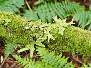 Laurel forest in fog, El Hierro, Canary Islands, Spain
