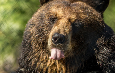 Black bear closeup sticks out tongue green background