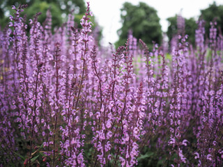 Tall racemes of purple wild flowers, Salvia Serenade cultivar in bloom