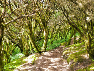 Laurel forest in fog, El Hierro, Canary Islands, Spain