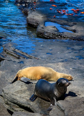 Two Seals sleeping on black lava rocks in Galapagos, Ecuador