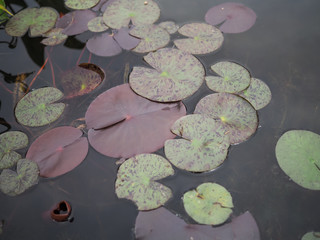 Lilly pads floating on the sruface of a pond