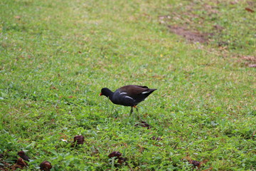 bird grazing