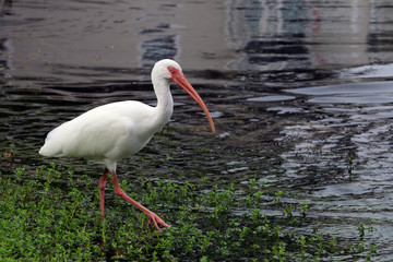 white heron red beak of the lake 7