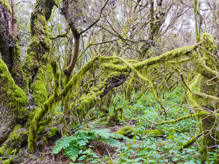 Fototapeta premium Laurel forest in fog, El Hierro, Canary Islands, Spain