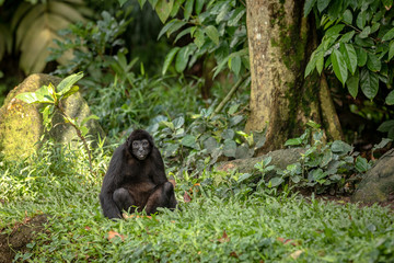 Fototapeta premium Black-headed spider monkey sits on the ground, looking towards camera.