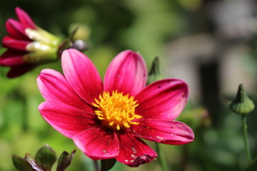 Dahlia rose dans un jardin