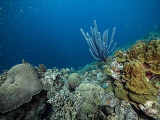 Fototapeta na wymiar Seascape of coral reef in Caribbean Sea around Curacao at dive site Black Coral Garden with various coral and sponge