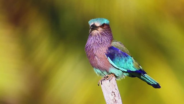 Indian roller with palm tree background in Kalpitiya in Sri Lanka ; specie Coracias benghalensis family of Coraciidae