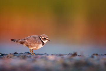 A young common ringed plover