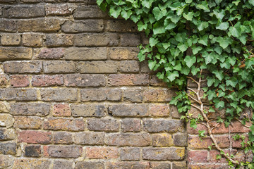 historic wall with ivy
