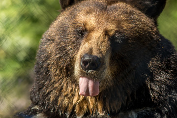 Black bear closeup sticks out tongue green background