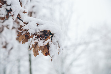 oak branches under the snow