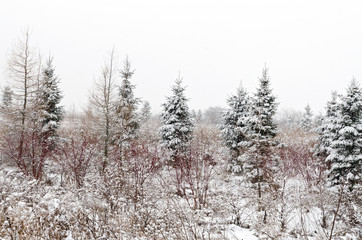 Trees covered by snow