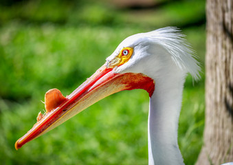 American White Pelican Head Shot