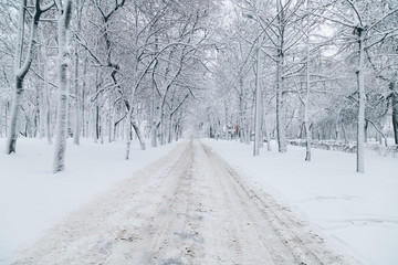 Obraz premium snowy winter park