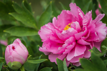 Bright Rose fuchsia color Peony flower Paeonia suffruticosa or tree peony, spring background
