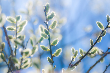 Pussy-willow branches with catkins, spring background