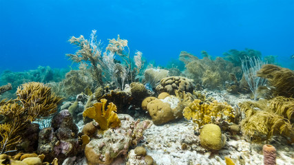 Fototapeta na wymiar Seascape of coral reef in Caribbean Sea around Curacao at dive site Duane's Release with various coral and sponge