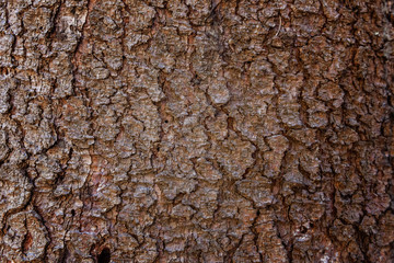 Pine bark close up. Simple eco rustic live wooden background. Texture of tree trunk. Live wood skin...